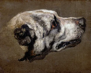 Kopf eines Hundes